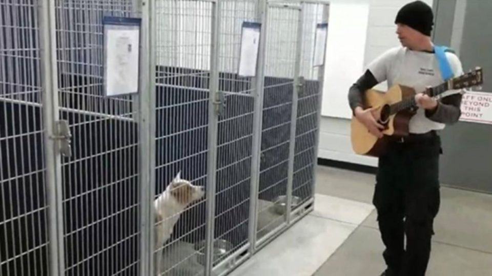 A beautiful scene.  A volunteer can soothe the dogs by singing and playing guitar to the stray dogs at the shelter