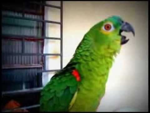 A beautiful simulation.  Parrot sings opera against woman who sings opera «The Magic Flute» from opera «Queen of the Night»