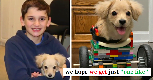 A boy makes a lego stroller for a small paralyzed dog.  Legos he received as a Christmas present