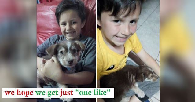 A boy rescues a dog that was abused by other boys