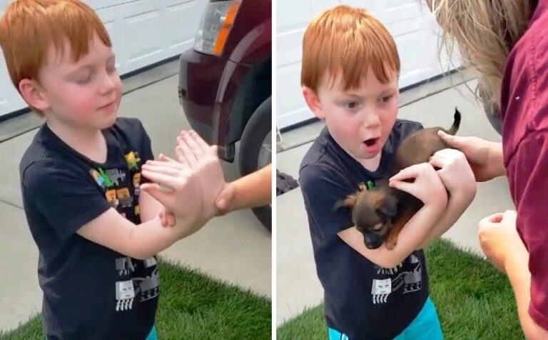 A boy saves money to buy a pet, but his grandmother surprised him by adopting a small dog