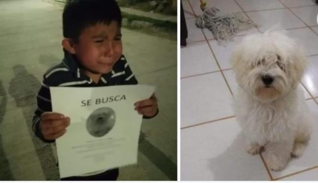 A boy who lost his puppy and looking for the lost puppy is crying and spreading dizzy