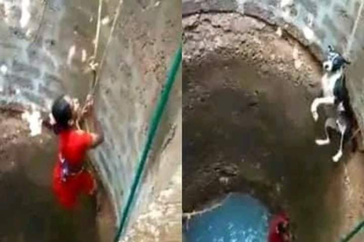 A brave woman from Mangalore rescues a hopeless stray dog ​​trapped in a deep well