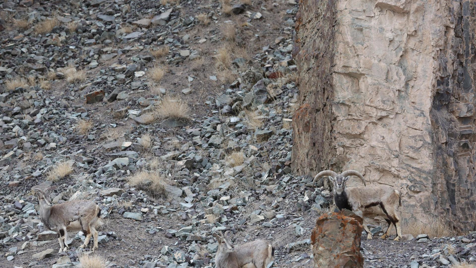 A camouflaged snow leopard hides in plain sight as it stalks its prey, but can you spot it in time to save yourself?