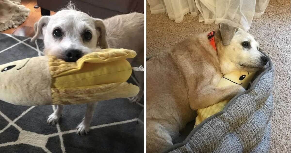 A cute dog can't sleep without playing and cuddling his favorite and comfortable stuffed banana