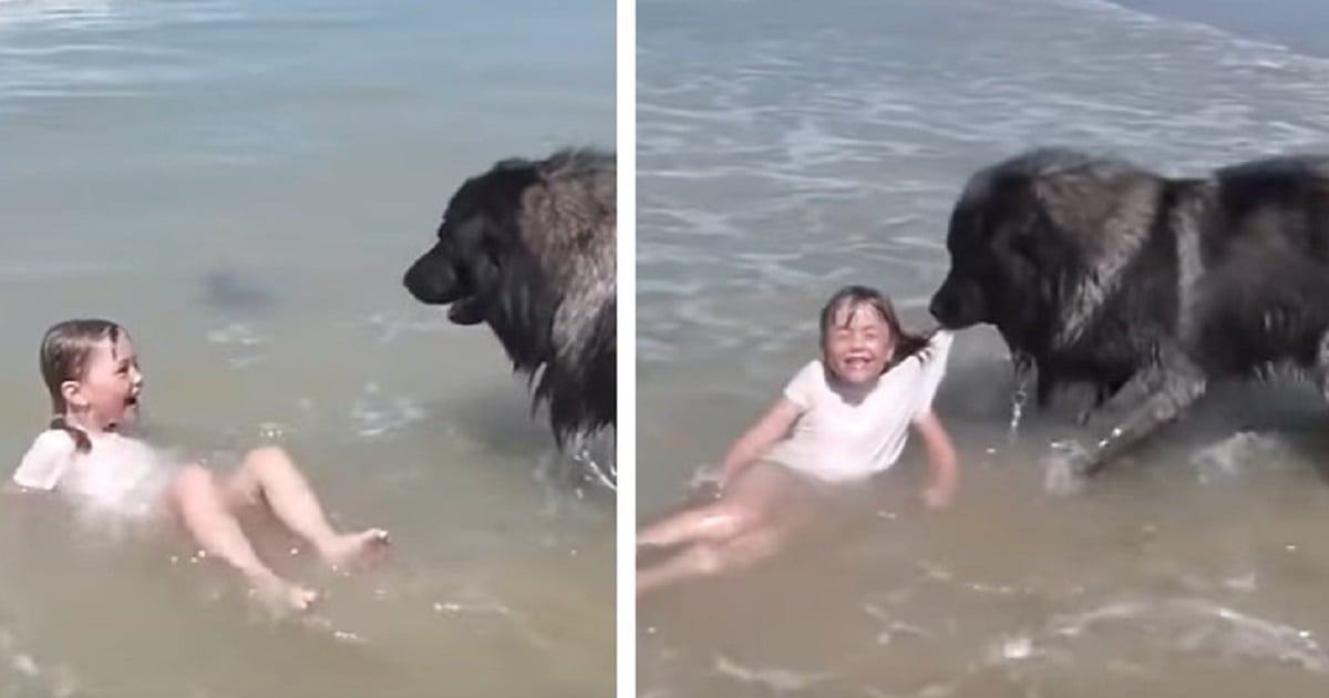 A cute dog rescues the little girl’s life from coming enormous waves