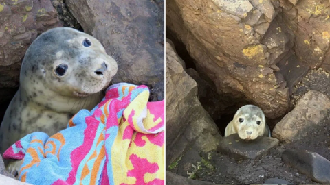 A cute little seal watches from the rocks in hopes of being rescued after getting stuck among the rocks