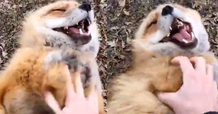 A cute video showing a smiling fox being tickled