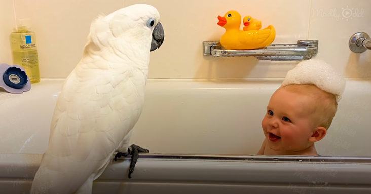 A cute video showing the beautiful friendship between the bird and the boy.  The duo do everything together