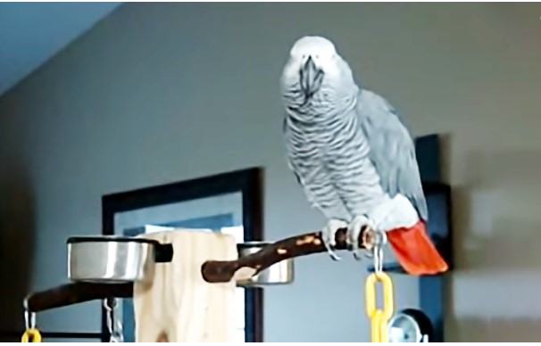 A cute video will make your day happier and more beautiful.  Cute parrot Larry can dial an imaginary phone number, babble a few sentences and then laugh out loud