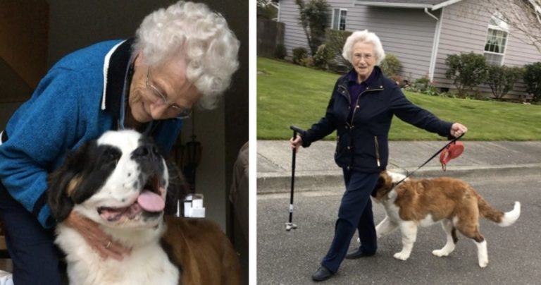 A dear two-year-old dog meets a 93-year-old grandmother and they become truly inseparable friends