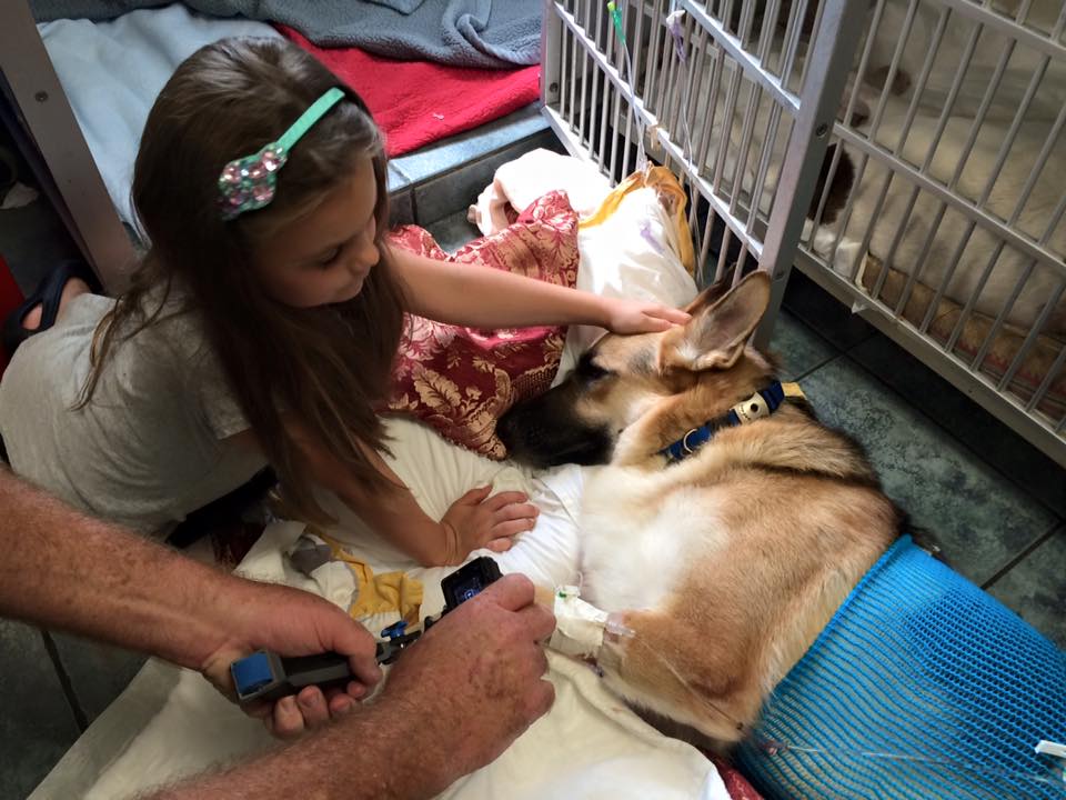 A devoted dog saved the life of the tiny girl from venemous rattlesnake