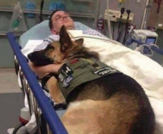 A devoted friend.  The military dog ​​refuses to leave the soldier until it recovers