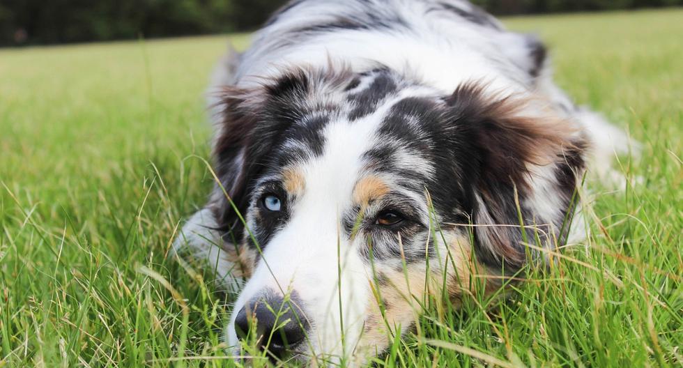 A dog moves without moving from the gravestone of its dead owner