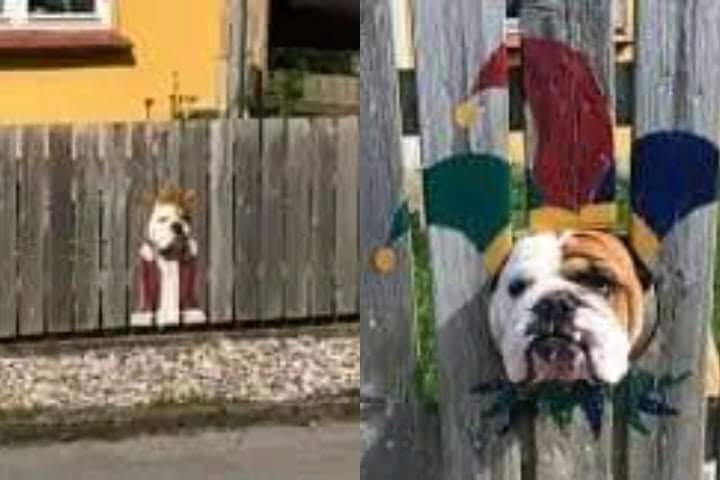 A dog owner painted a fence for his curious bulldog.  The scene is quite funny because the dog looks like a madman or a king