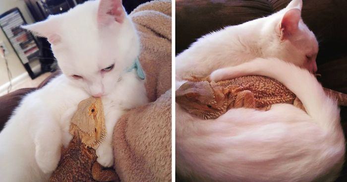 A female bearded dragon and a cat become unlikely best friends