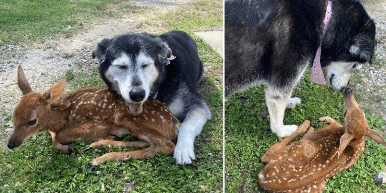 A friendly dog ​​comforts and soothes an injured baby deer found on his owner's farm