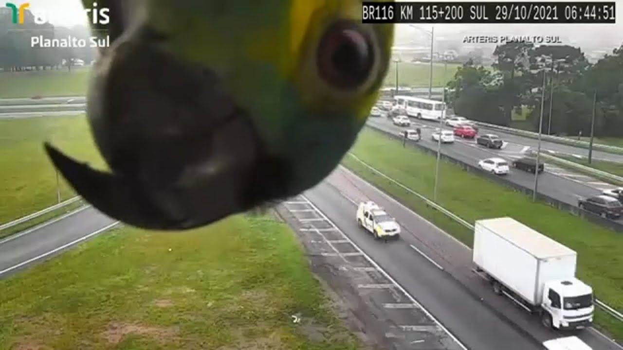 A funny video that will brighten your day.  Cute parrot appears on traffic camera