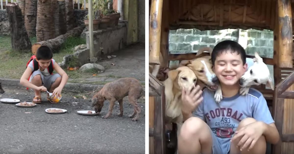 A generous and kind boy just 9 years old buys and gives food from his pocket money to abandoned dogs.  Luckily, he is raising money to open a shelter for stray dogs