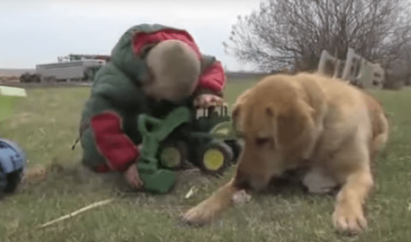 A golden retriever saves a three-year-old boy lost in the freezing cold