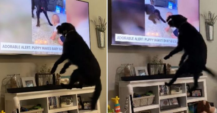 A good photo will brighten up your day.  The dog jumped for joy when he saw himself on TV