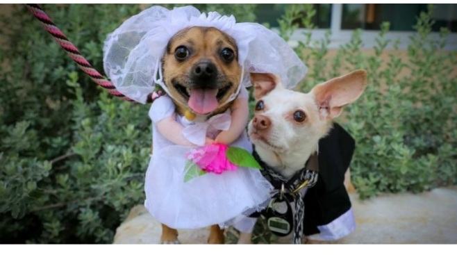 A great ceremony.  Two inseparable dogs named Cashew and Peanut get married