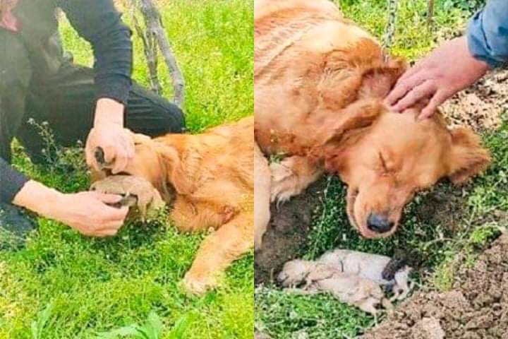 A grieving dog digs graves for dead puppies after trying to revive them