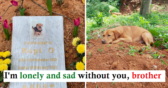 A grieving dog is seen guarding the grave of his late brother