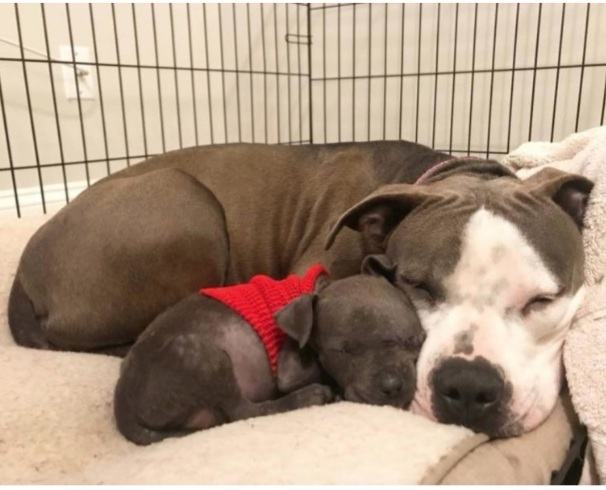 A heartbreaking story.  After losing her puppies, a stray dog ​​named Daya found solace in taking care of an orphaned puppy named Raisin.