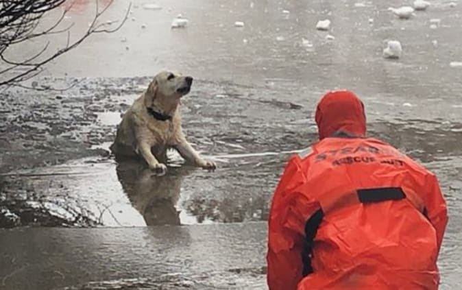 A heartbroken dog trapped in a frozen lake has been given a second chance at life.  Fortunately, he was saved from a terrible accident