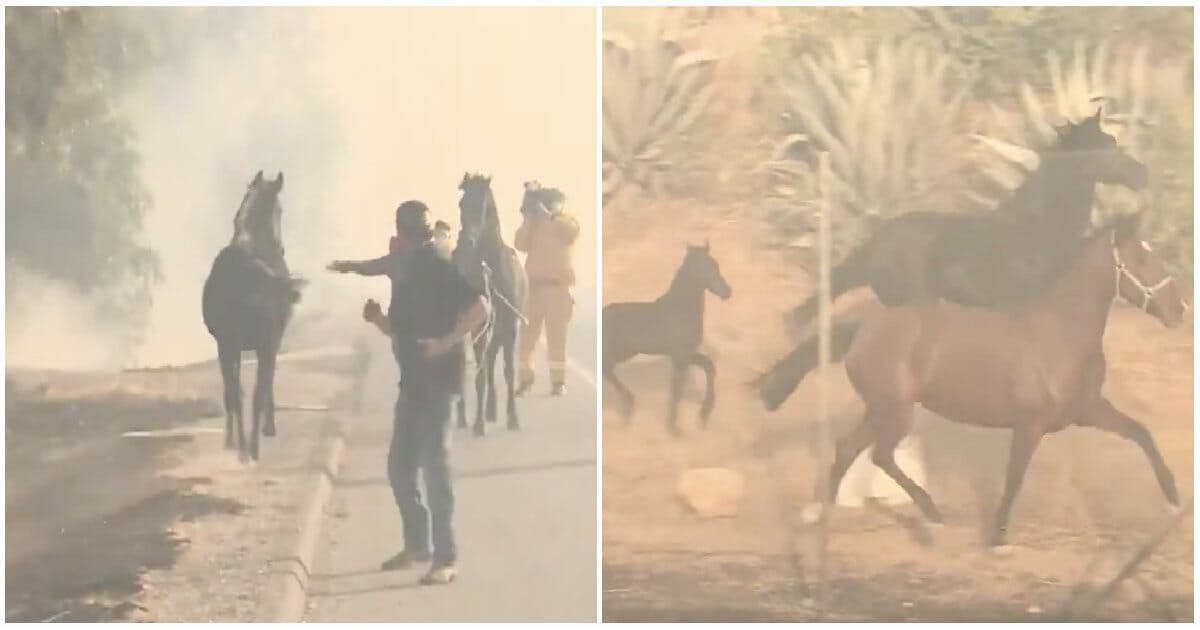 A heroic horse rescues a family member who was burned by fire