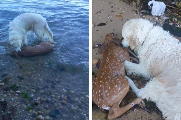 A heroic rescue.  The little deer is alive thanks to this brave dog.  From then on they became true and loyal friends