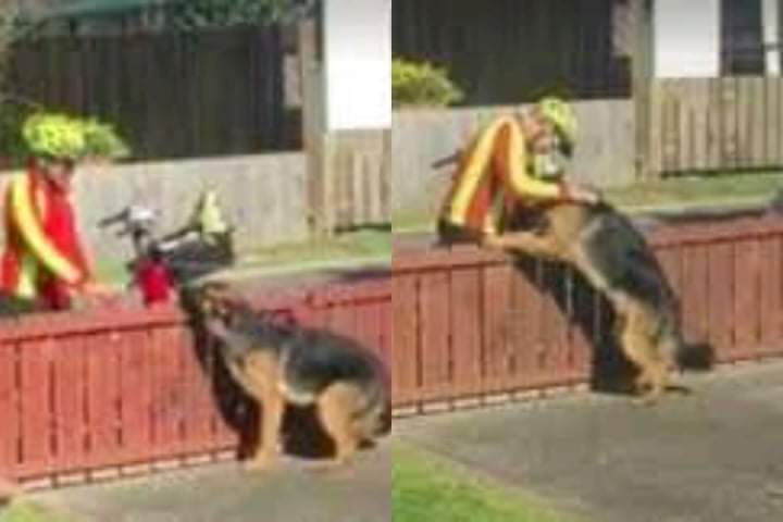 A hidden camera captures the sweet scene when a kind postman encounters a misjudged dog every day