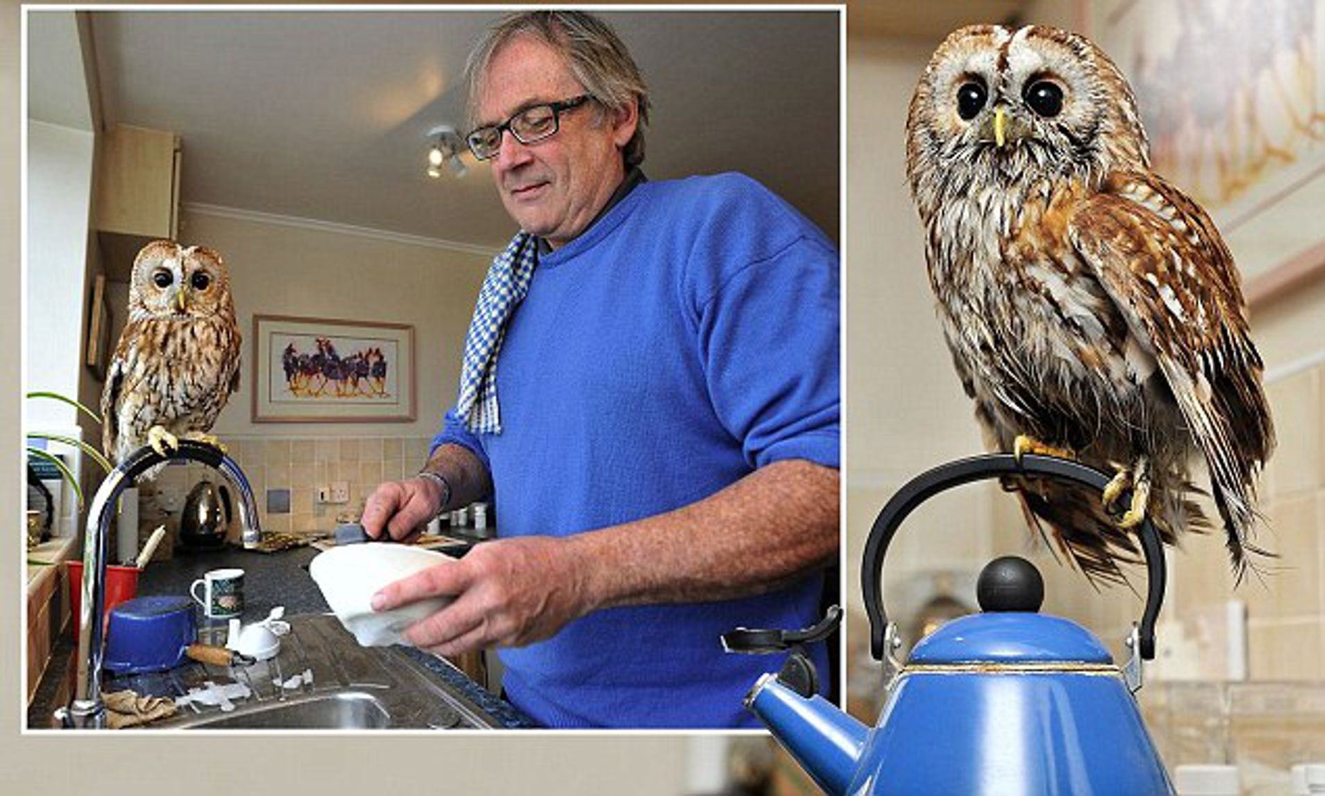 A human-rescued owl has become his best friend and keeps him company by staying indoors instead of hanging out.