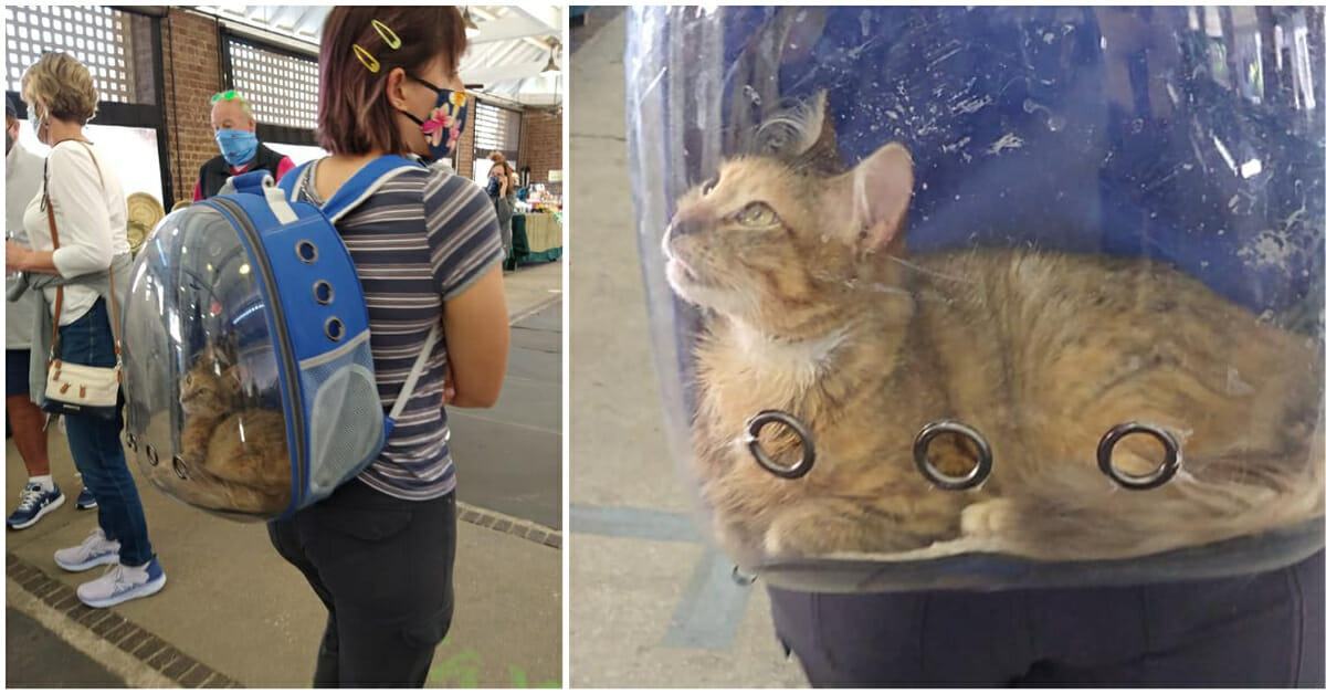 A kind cat owner helped her disabled cat travel with her by carrying the cat in a special vented clear plastic backpack