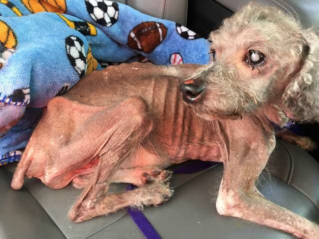 A kind-hearted woman discovered three weak and skinny puppies by accident in the inhabited house