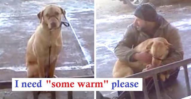 A kind man noticed a dog shivering from the cold and acted very quickly