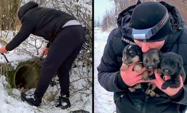 A kind man rescued puppies that were dying of cold and reunited them with their mothers