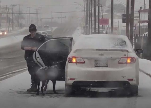 A kind woman rescued a stray and scared dog lost in heavy snow