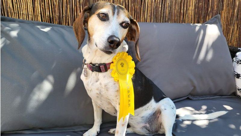 A lost dog wins a dog show in Felbridge after escaping from her home