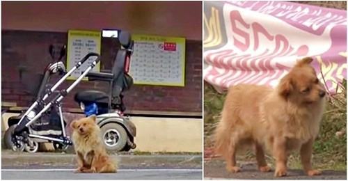 A loyal dog is waiting for an old woman at the bus stop who saved her life after she was left alone on the side of the road