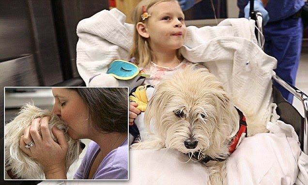 A loyal dog saves people.  Her favorite pet was brought into the operating room to alert doctors to her allergic reaction during surgery