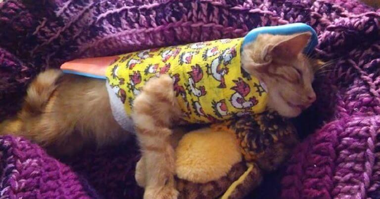 A lucky stray kitten gets a second chance after being hit by a car