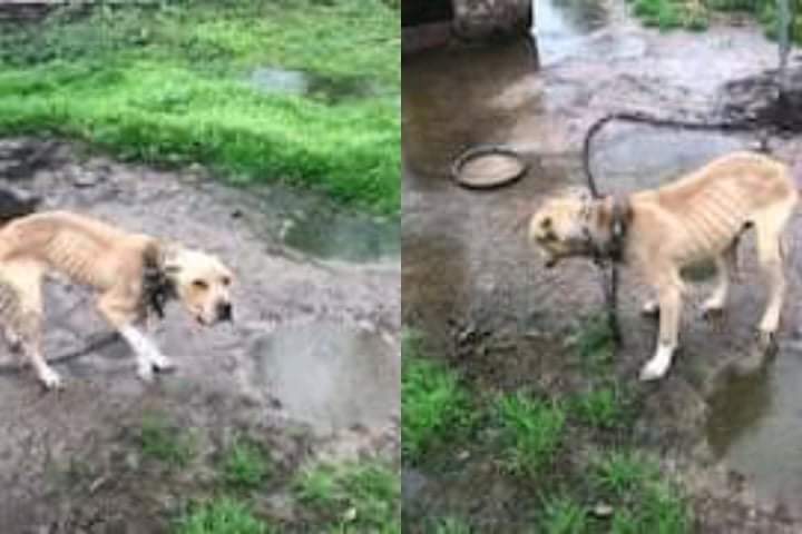 A malnourished and ill-treated dog was rescued after being tied up in a muddy puddle for 5 years