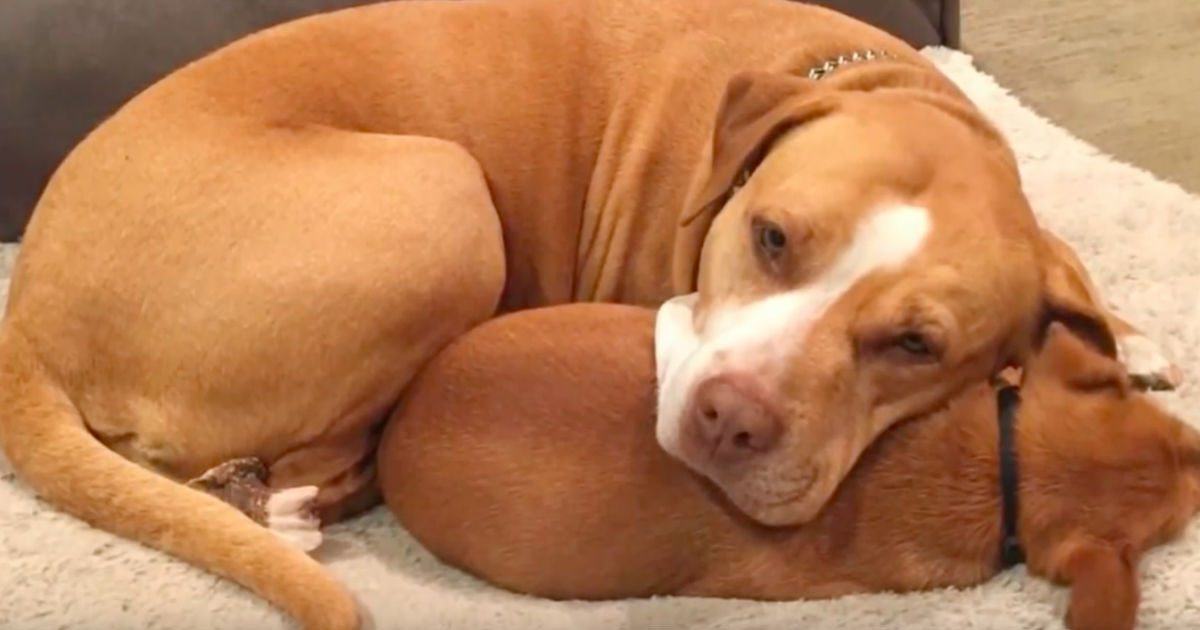 A man comes to adopt a pit bull from the animal shelter, but she doesn't want to go without her best friend