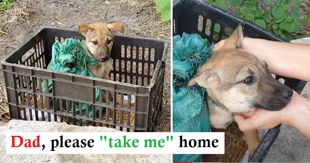 A man noticed an abandoned puppy in a black crate.