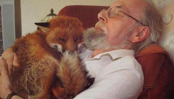 A man saved a badly injured fox and today they are best friends