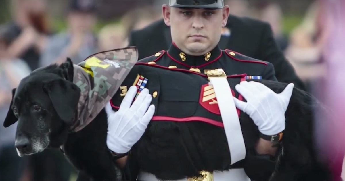 A military service dog died of cancer.  The dog had an emotional farewell to the hero