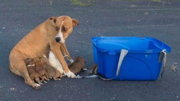 A mother dog and her 9 puppies were abandoned in a church parking lot