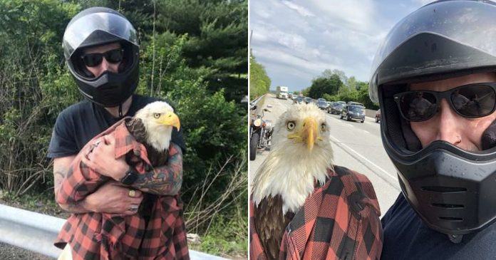 A motorcyclist noticed an injured eagle and saved it with his quick wits